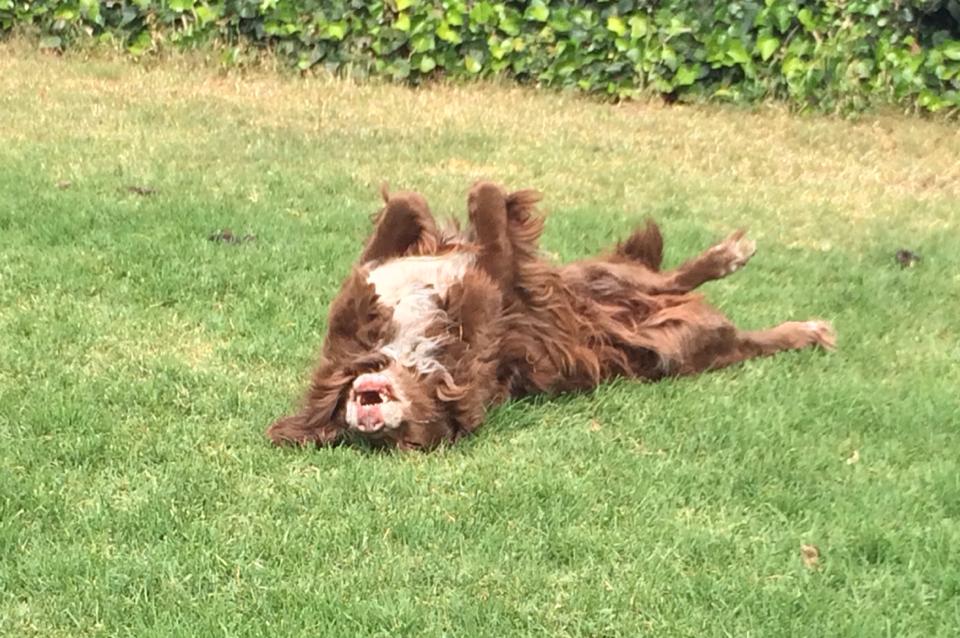 My elderly spaniel Artie rolls in the sunny backyard. The sudden move to a cold climate has taken a terrible toll; he can barely walk now.