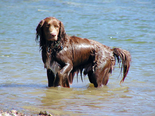 Artie swims in Lake Shasta, 2003