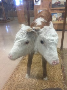 Fort Cody Trading Post Siamese Twin Cows