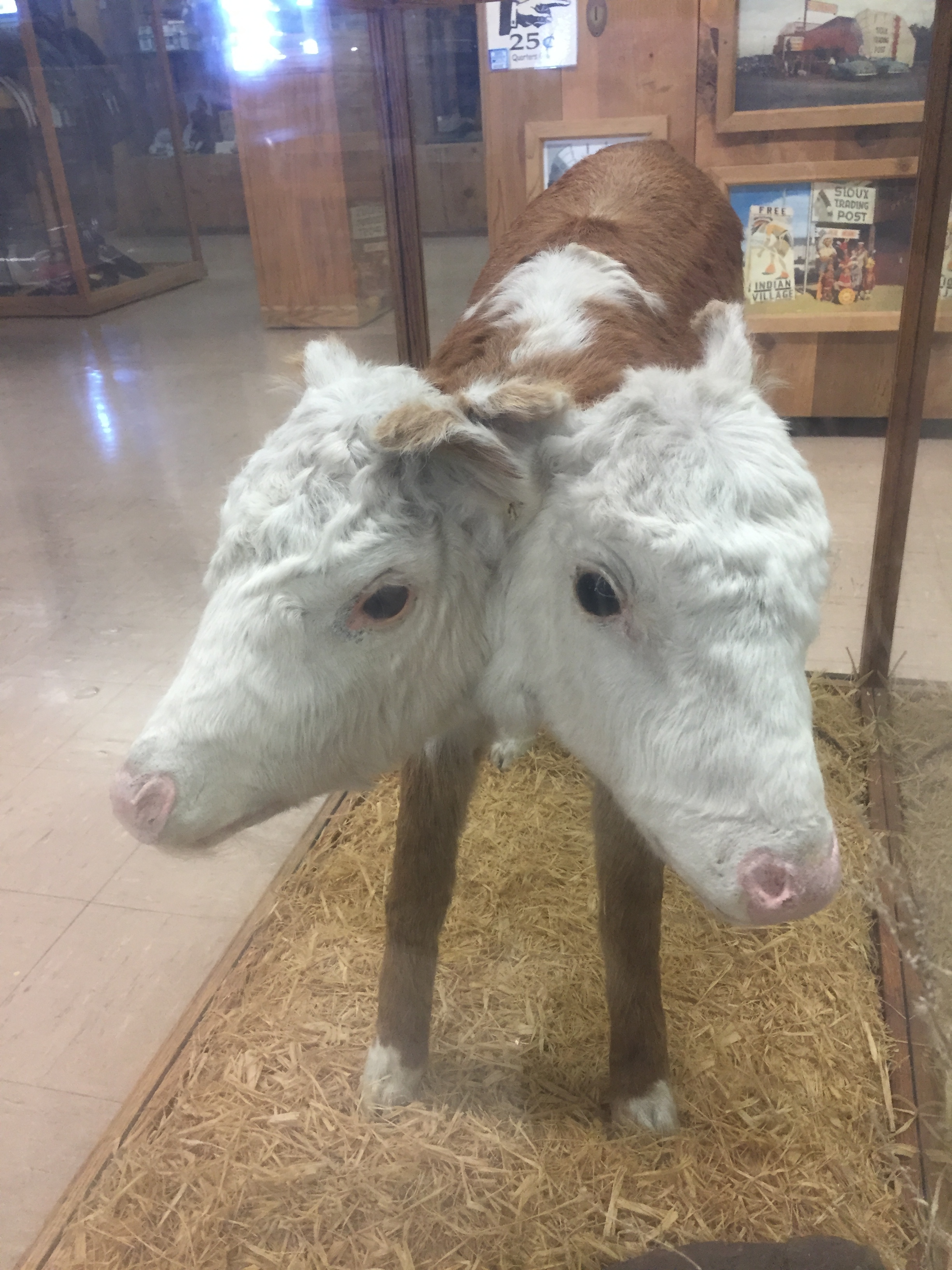 Conjoined Twin Calves