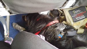 air travel with a service dog