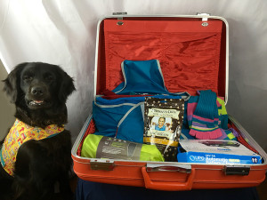 Service dog Aria with suitcase for ultimate wheelchair travel packing list.