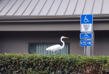 Wheelchair accessible Sarasota, Florida places to visit. Image shows an egret next to disability parking sign.